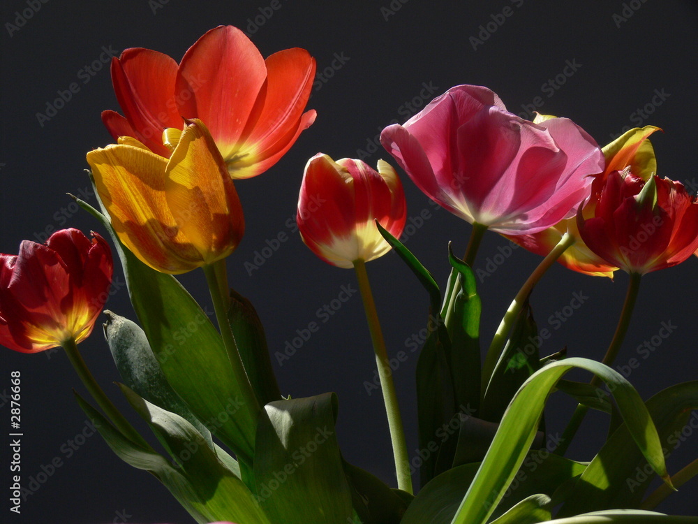 Naklejka premium bunter blumenstrauss