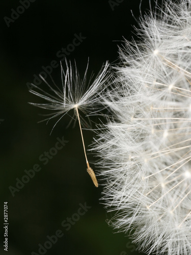 dandelion  close-up