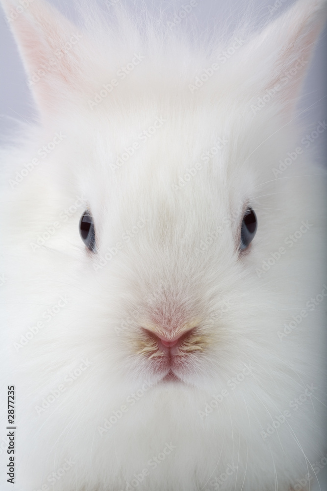white bunny portrait, isolated on white
