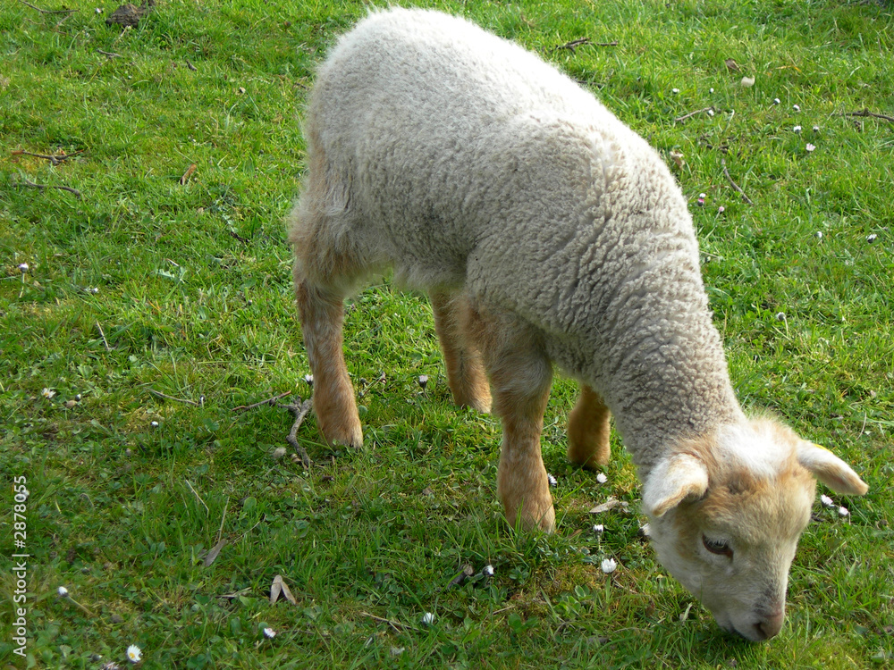 Obraz premium lamb eating grass