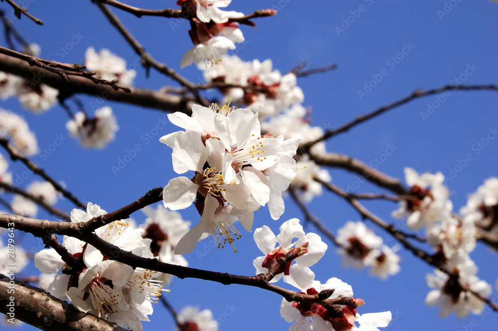 apricot bloom