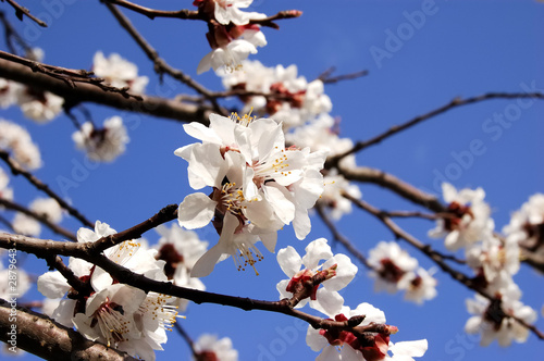 apricot bloom
