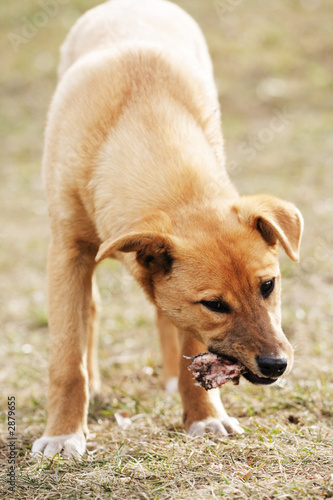 dog eats a bone