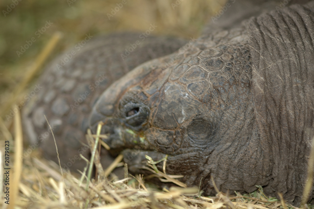 Fototapeta premium turtle