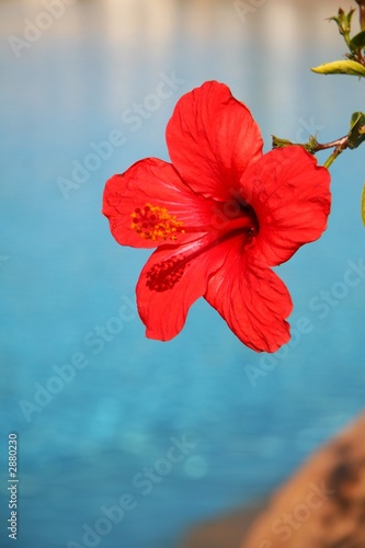 hibiscus