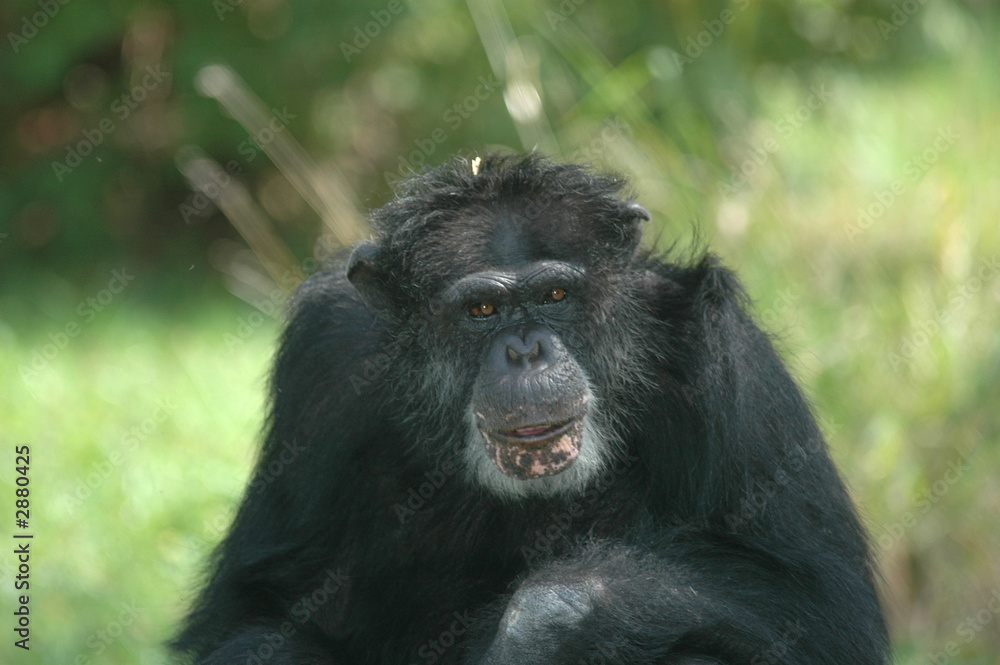 chimpanzee