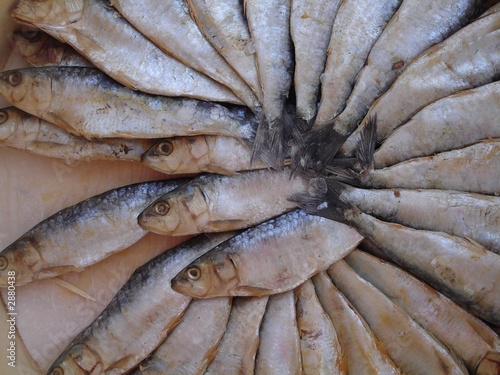 busby berkley fish