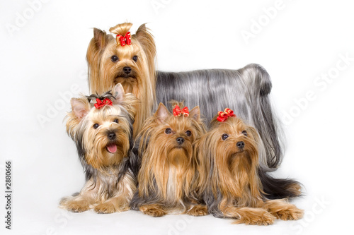 four yorkshireterriers on white background