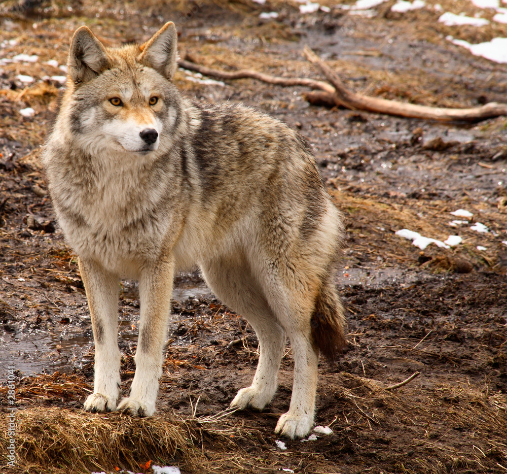coyote on a spring day coyote on a spring day