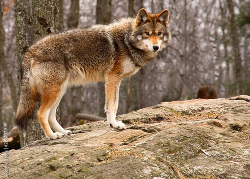 coyote standing on a rock