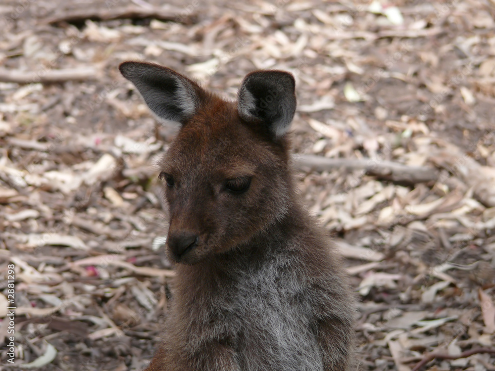 joey joey