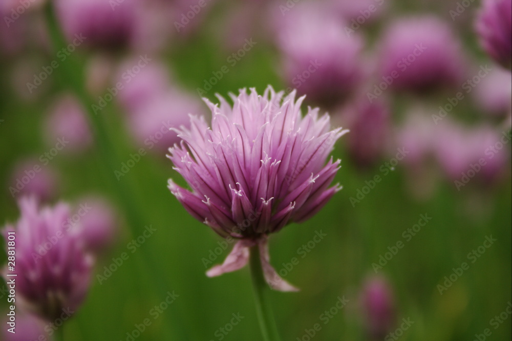 clover clover