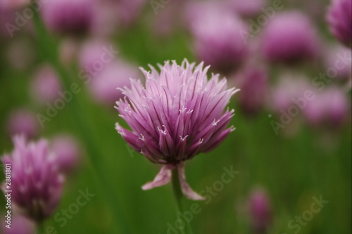 clover