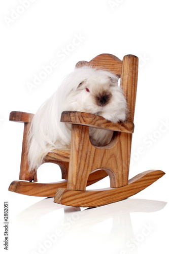 guinea pig