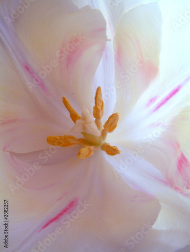Fototapeta white tulip