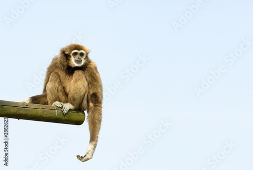 Fotografiet white-handed gibbon sitting down