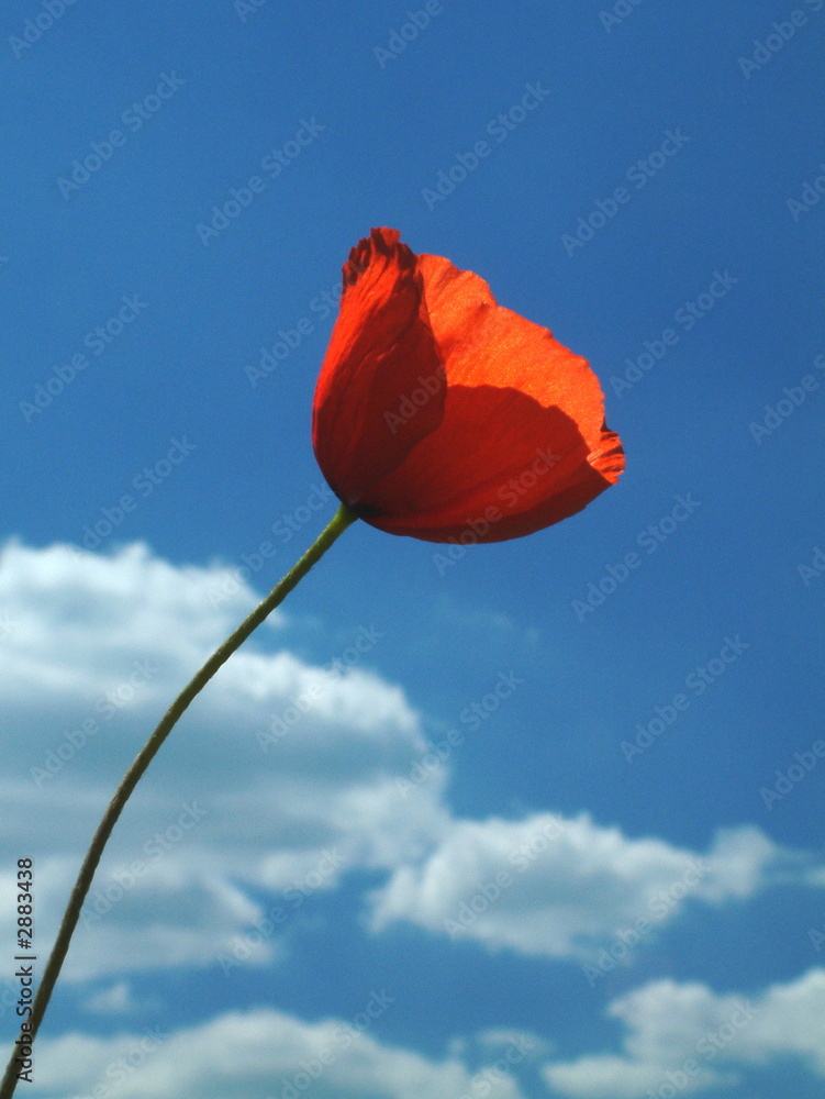 Obraz premium red flower