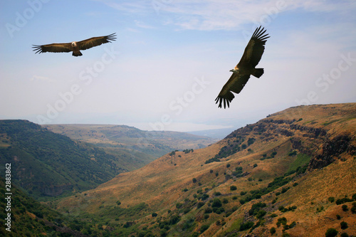Fotografía vulture
