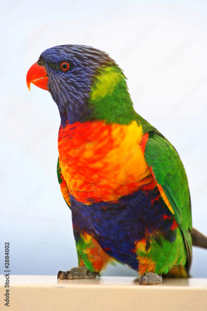 Naklejka premium rainbow lorikeet