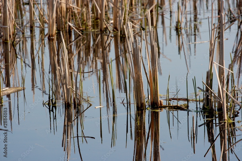 swamp swamp
