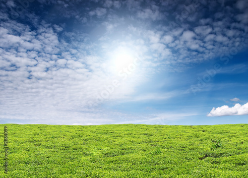 tea plantation and blue sky