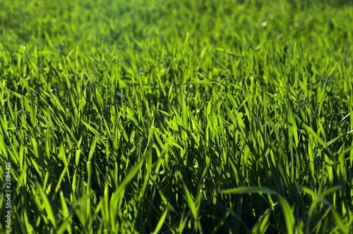 meadow
