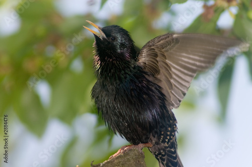 singing bird photo