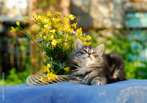 kitten near yellow bouquet 2