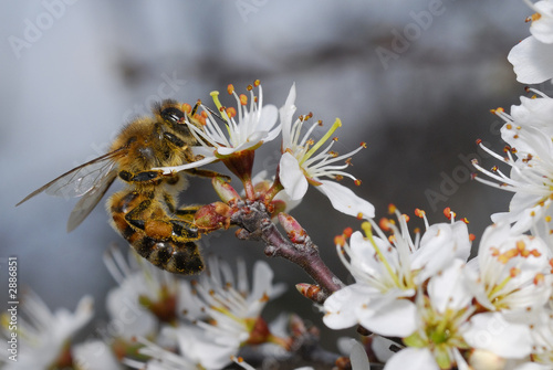 abeille © PL.TH