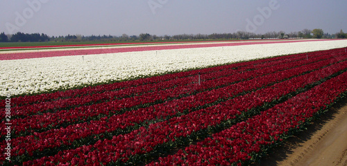Bilde på lerret culture de fleurs 1