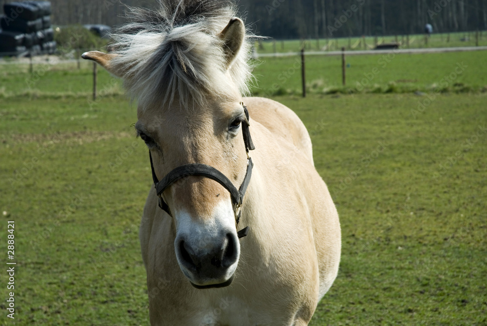 Obraz premium brown horse