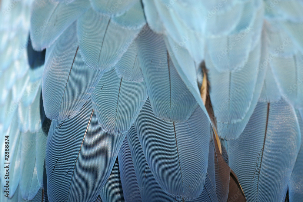 Foto plume de perroquet