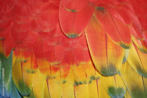 plume de perroquet
