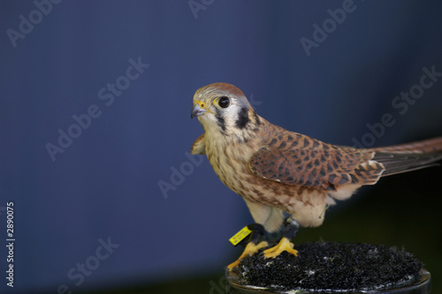 american kestrel
