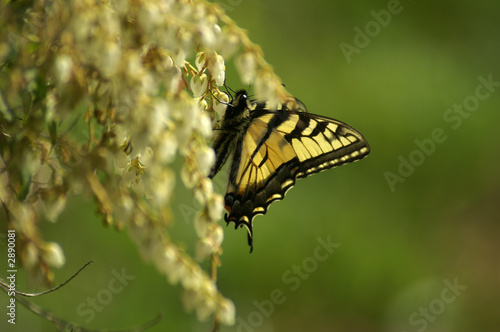 butterfly profile 0701