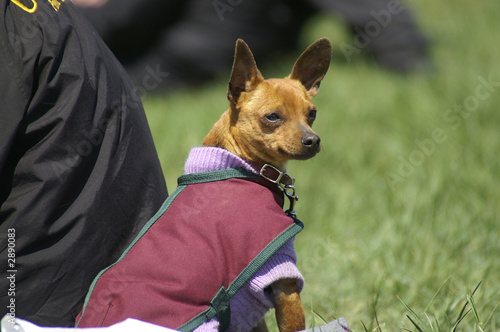 chihuahua