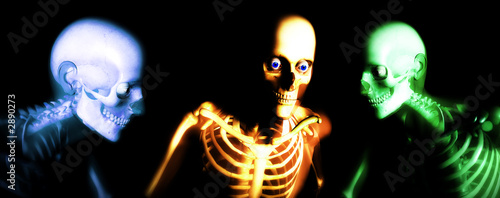 human bones 112