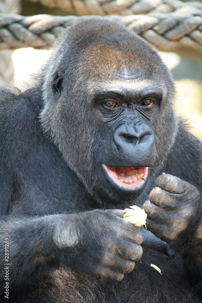 Obraz premium eating gorilla