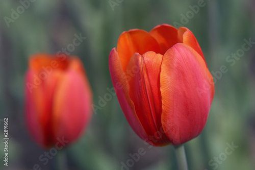 two tulips closer still © Blacqbook