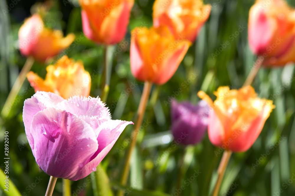 Fototapeta premium spring tulips, canova sp