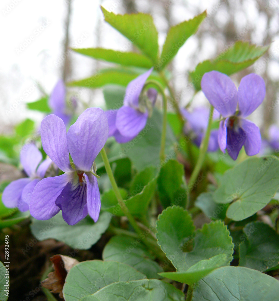 violets blooming in a garden in early spring