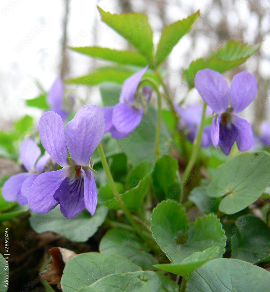 violets blooming in a garden in early spring violets blooming in a garden in early spring