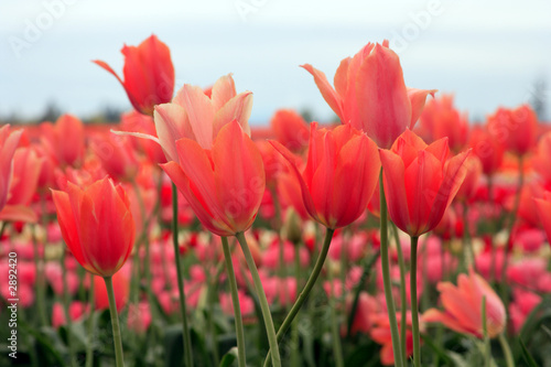 fresh tulips
