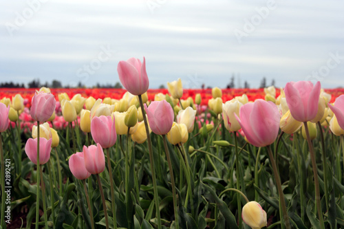 fresh pink and white tulips