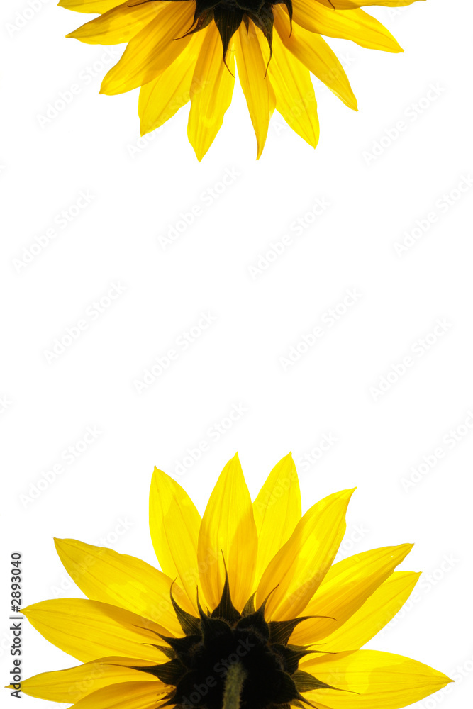 Obraz premium blank white page decorated with sunflower details
