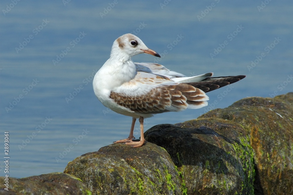 seagull seagull