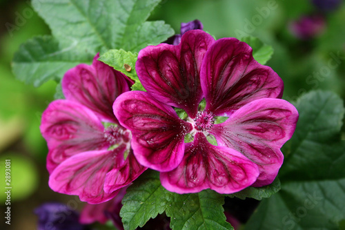 summer flowers