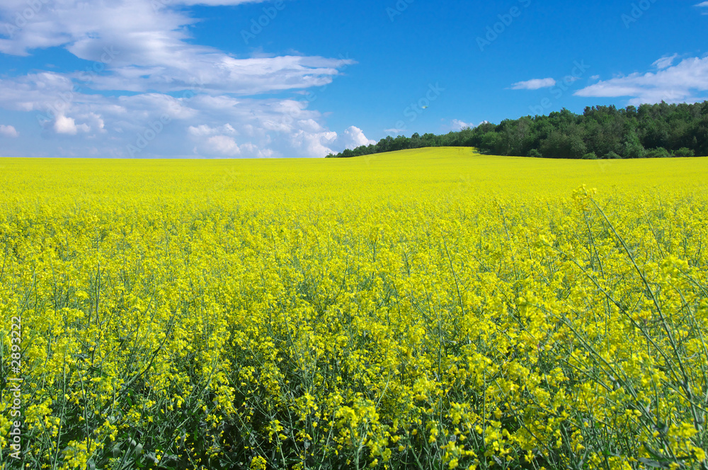 summer landscape