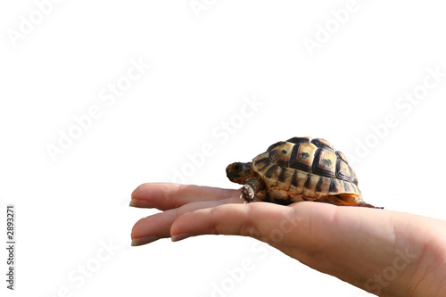 hand turtle photo