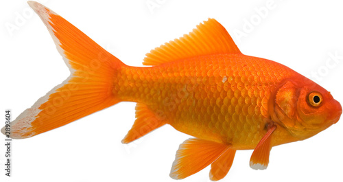 Fotografia Bright gold colored goldfish isolated on a white background.